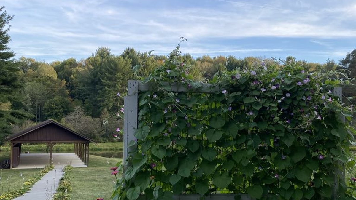 Fellowship of the Pines