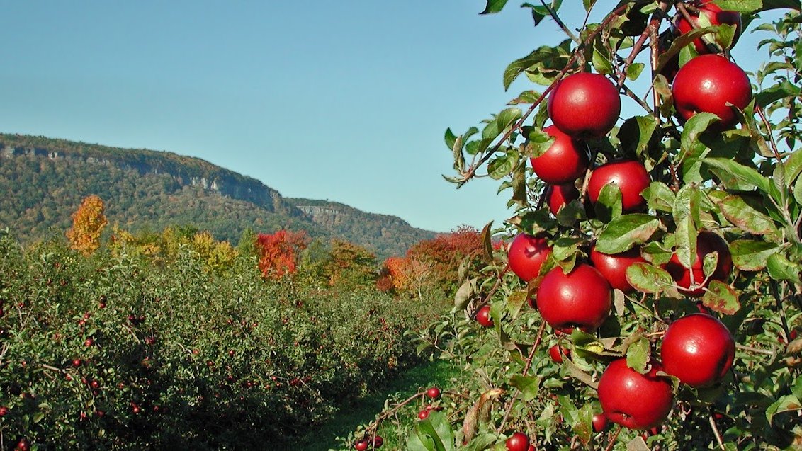NY Capitol District Renaissance Faire