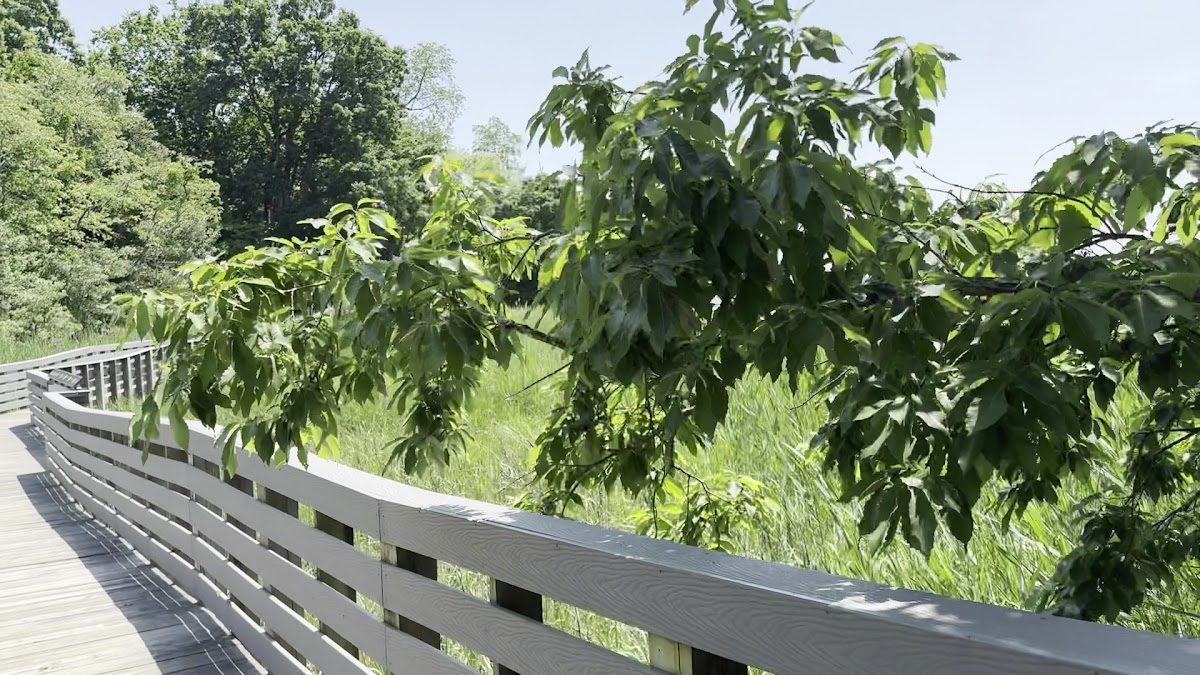 Celtic Festival of Southern Maryland photo 5