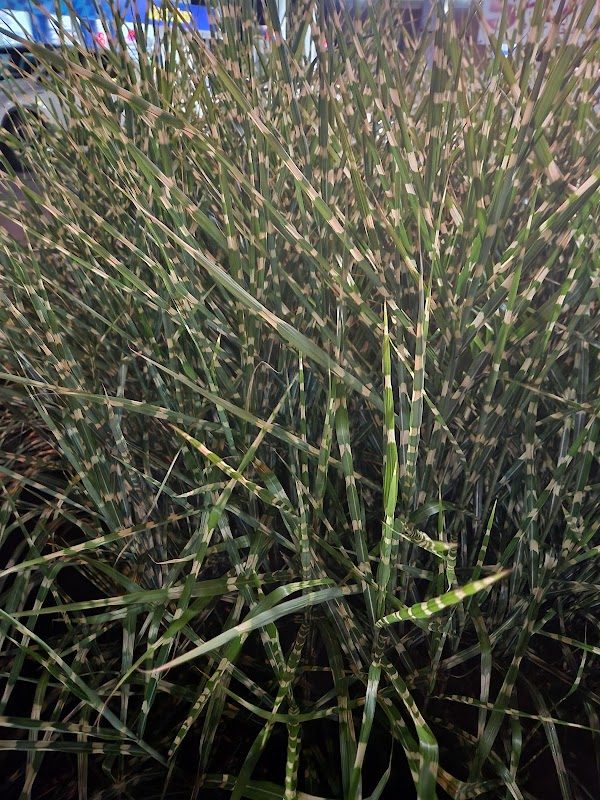 Dickens of a Christmas (Ebensburg) photo 4