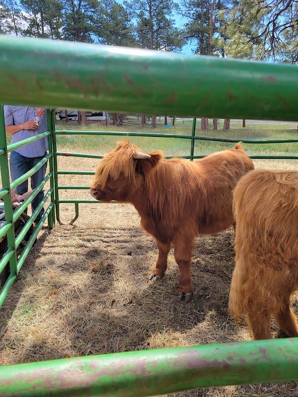 Elizabeth Celtic Festival photo 4