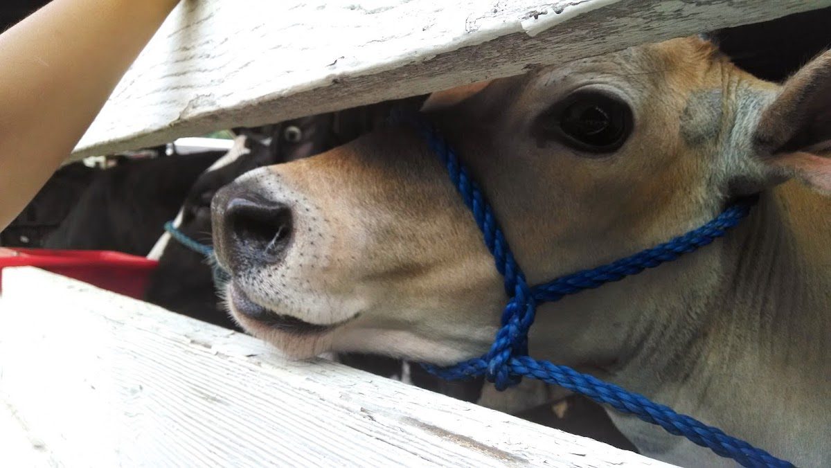 Enchanted Lakes Renaissance Faire photo 1