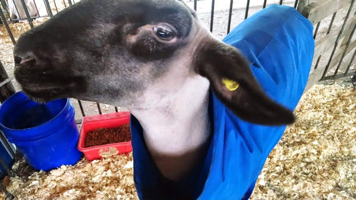 Enchanted Lakes Renaissance Faire photo 4