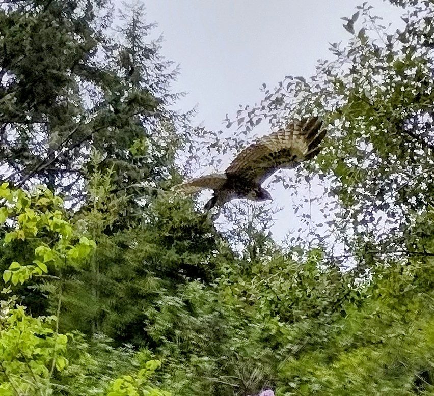Excalibur Medieval Tournament photo 1
