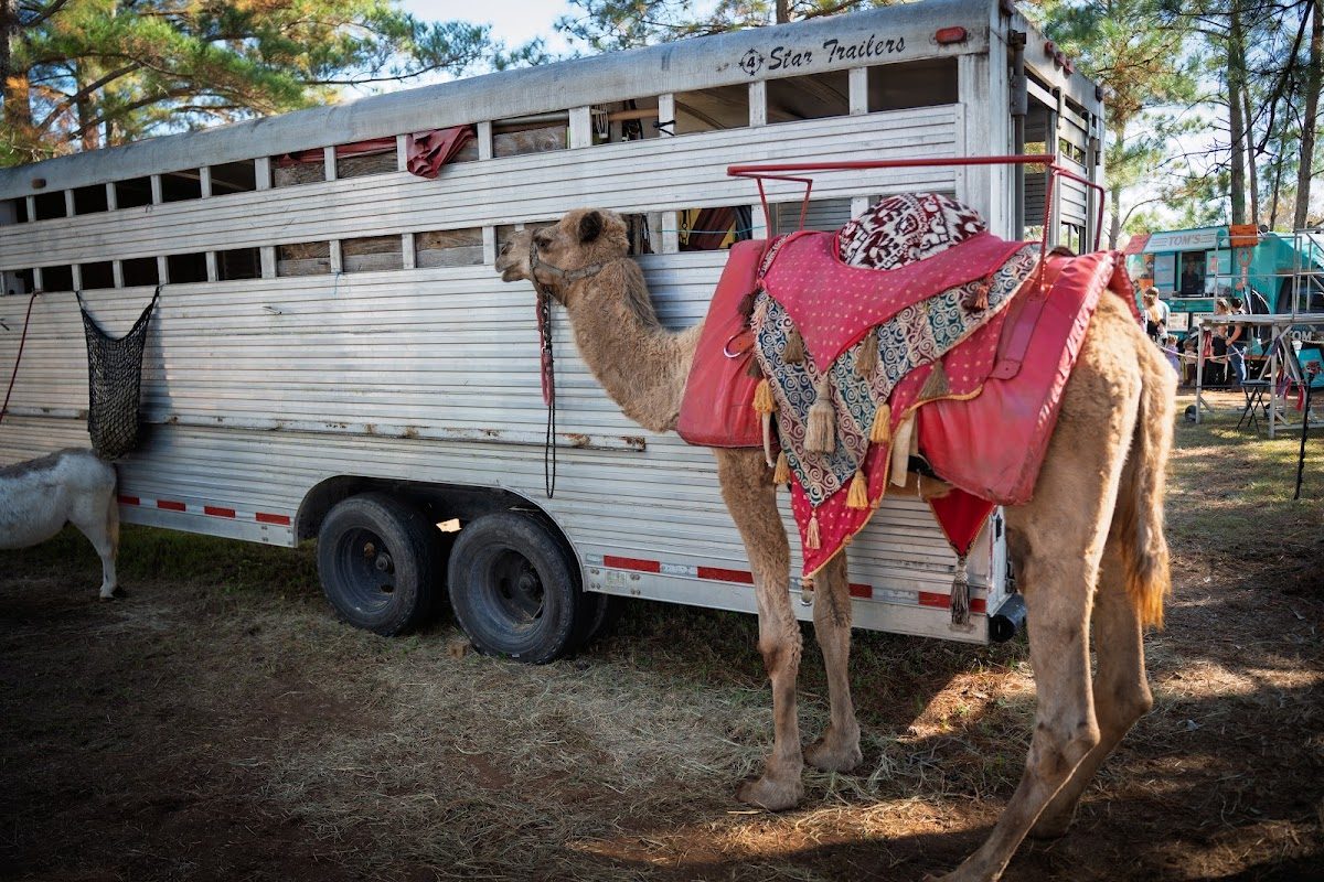 Gulf Coast Renaissance Faire photo 3