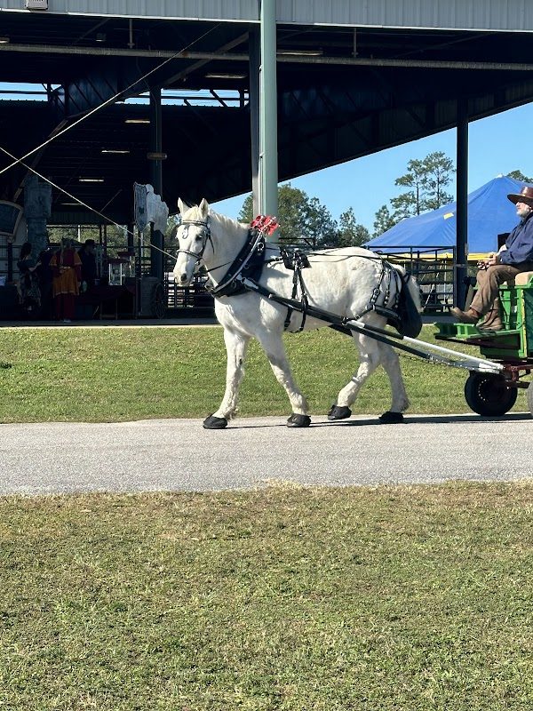 Gulf Coast Renaissance Faire photo 4