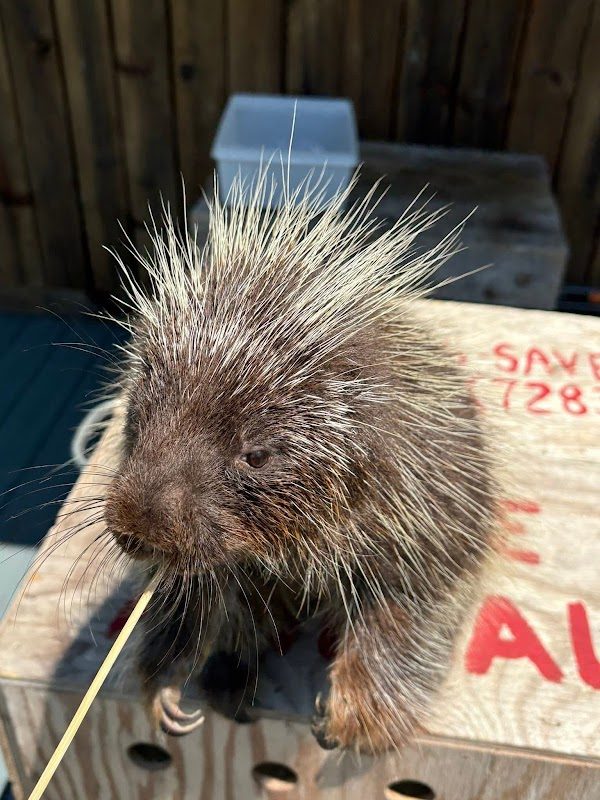 Hawk Creek Wildlife and Renaissance Festival photo 1