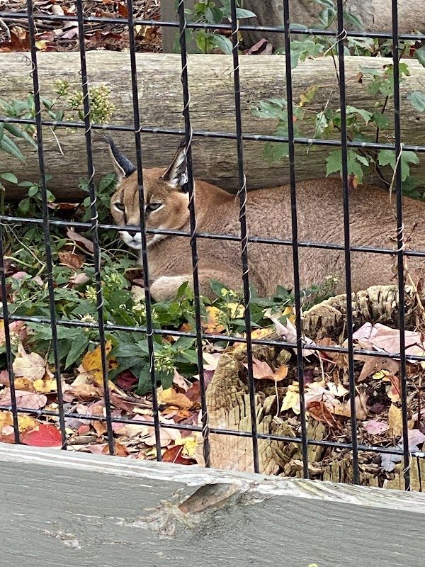 Hawk Creek Wildlife and Renaissance Festival photo 4