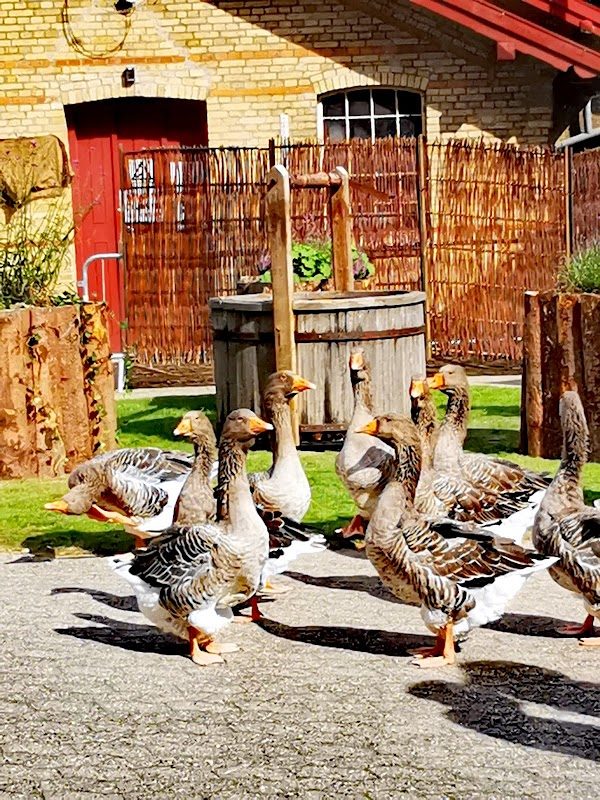 Horsens Medieval Festival photo 3