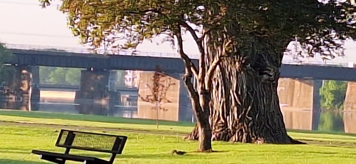 Illinois Renaissance Festival photo 3