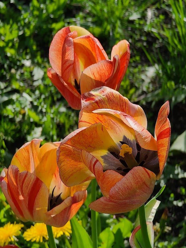 Moscow Renaissance Fair photo 4