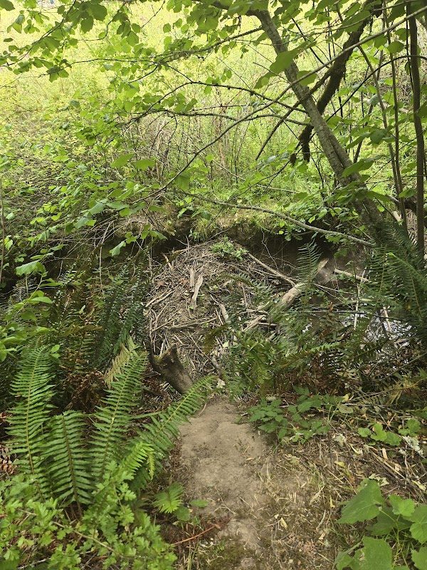 Portland Pirate Festival photo 4