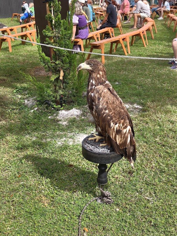 Sarasota Medieval Fair photo 4