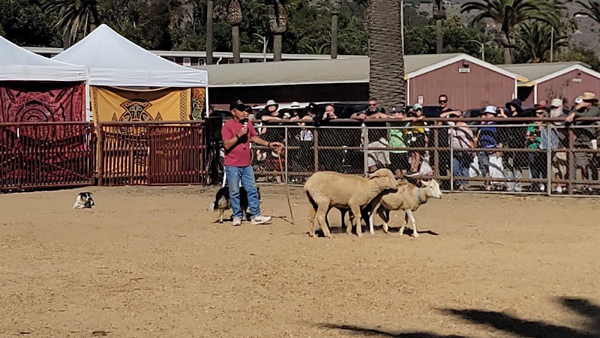 Seaside Highland Games photo 3