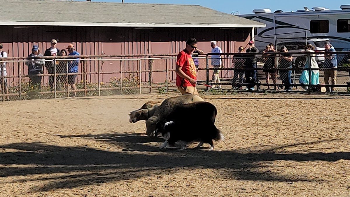 Seaside Highland Games photo 4