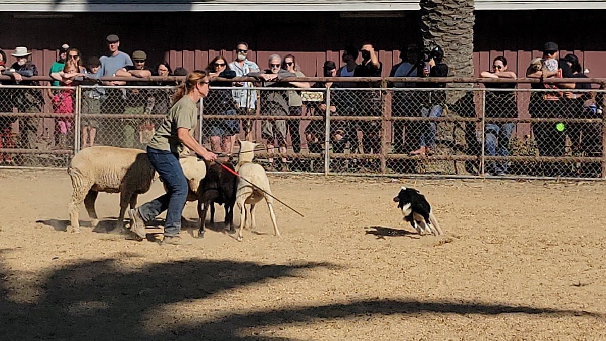 Seaside Highland Games photo 5