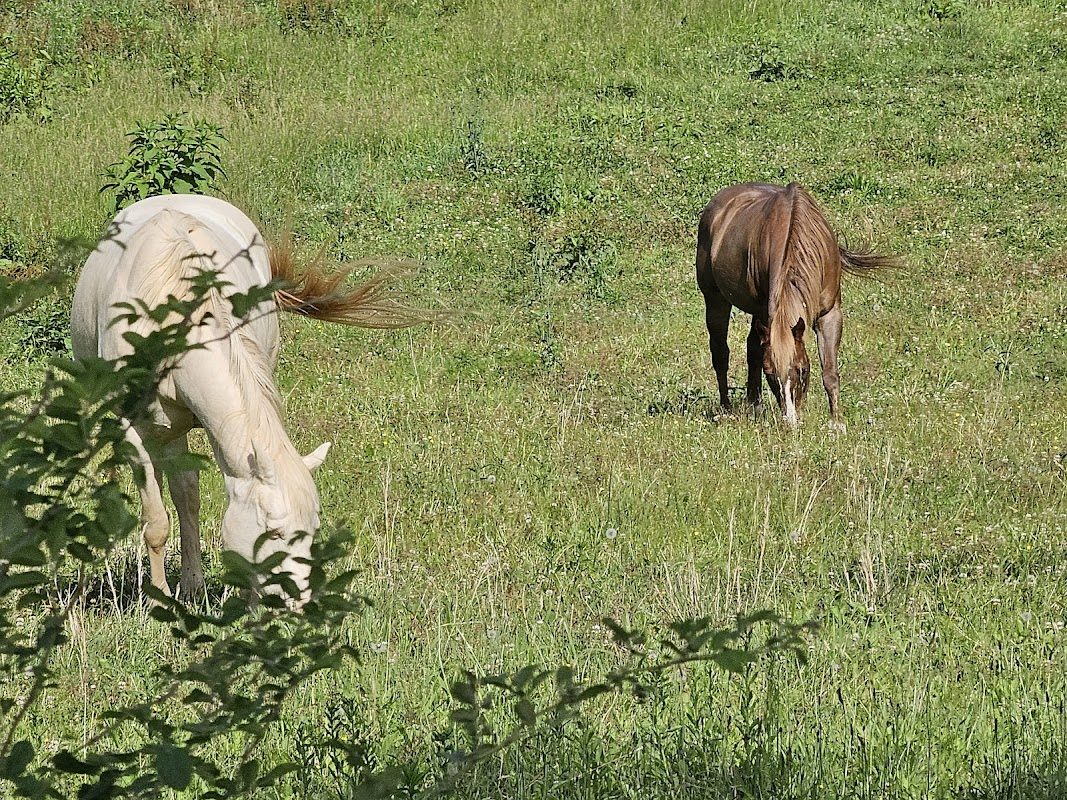 Stone Tower Glenn Renaissance Faire (Spring) photo 2