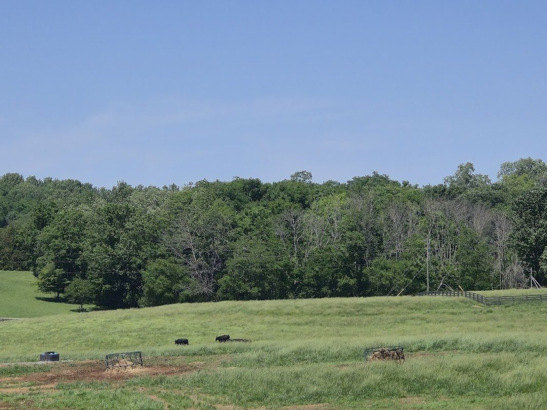 Tennessee Renaissance Festival photo 5