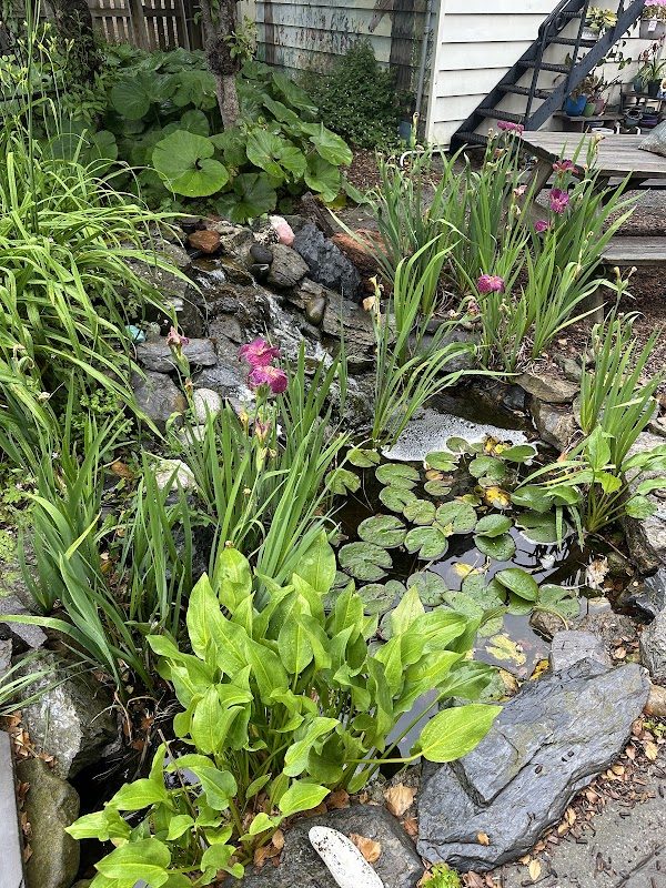 The Rosemary House Fairy Festival photo 4