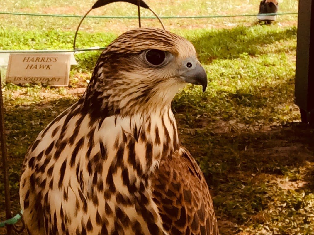 The Village Renaissance Faire photo 2