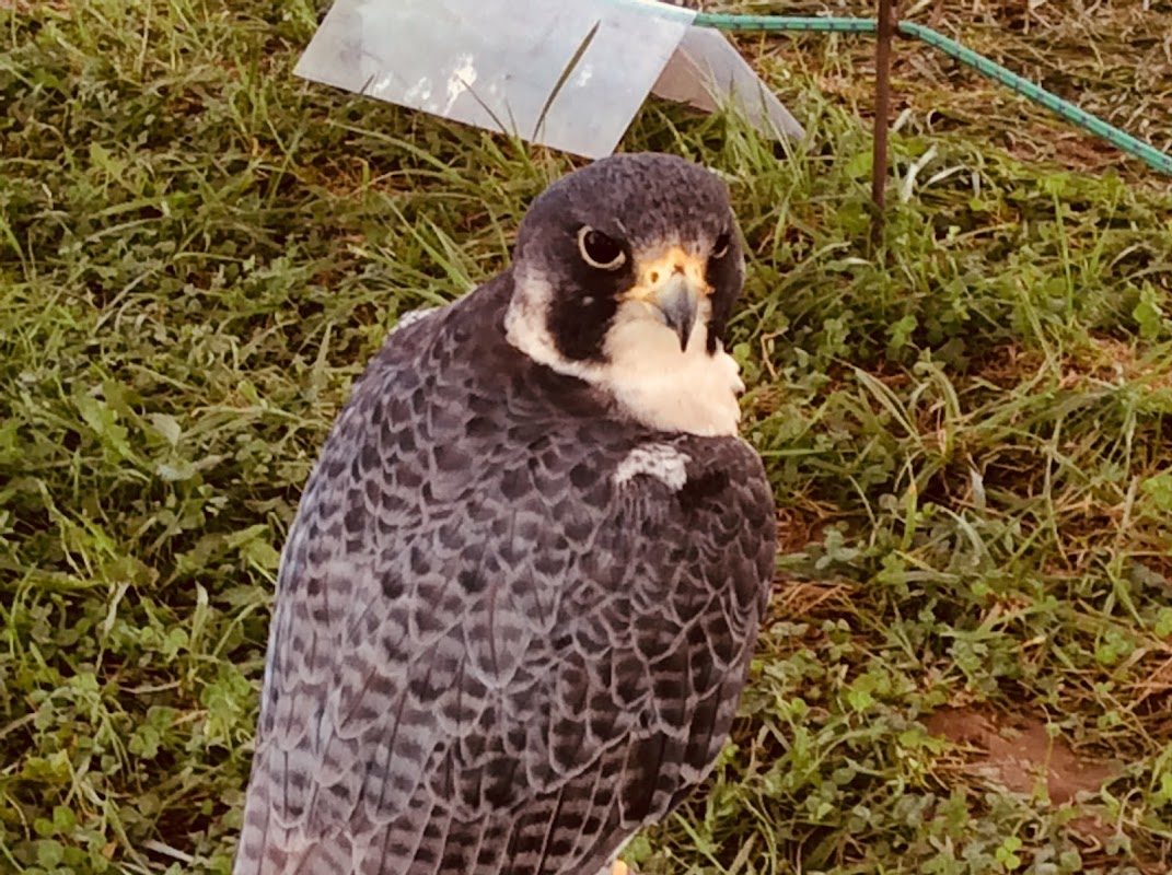 The Village Renaissance Faire photo 4