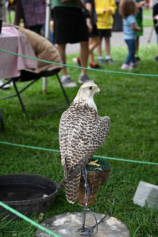 The Village Renaissance Faire photo 5