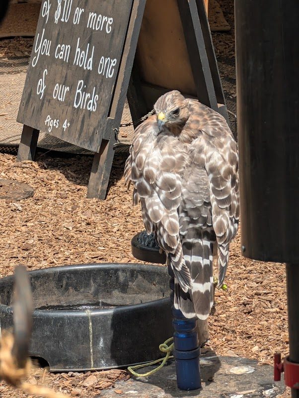 Valhalla Renaissance Faire photo 5